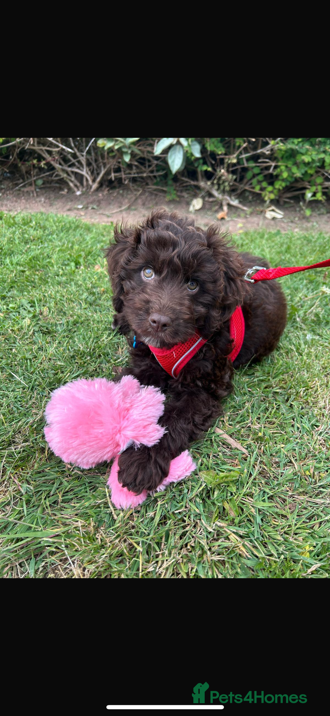 Cockapoo dogs for sale: 1 year old male cockapoo  - Advert 3