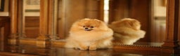 Pomeranian dogs for stud: Pooch Perfect stars available for stud in Colchester - Advert 1