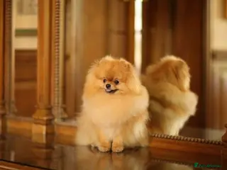 Pomeranian dogs Pooch Perfect stars available for stud in Colchester - Advert 12
