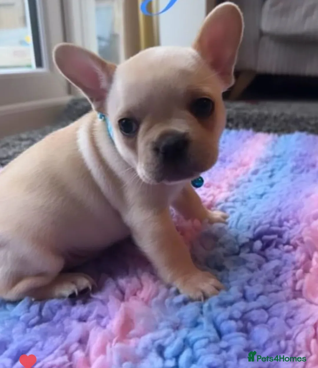 French Bulldog dogs for stud: 🔥 PLATINUM LILAC & TAN FLUFFY - WELL PROVEN- KC   in Blackpool - Advert 31