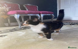 Munchkin cats for sale: FIFI❤️ 50 - Image 2