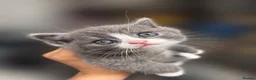 Mixed Breed cats for sale: Grey and white female mixed breed kitten - Advert 2