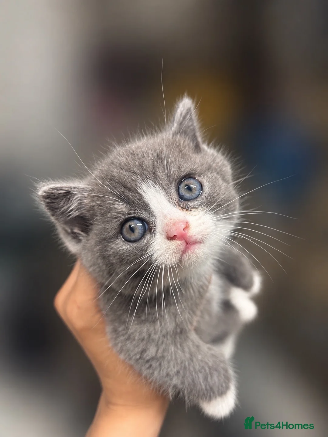 Mixed Breed cats for sale: Grey and white female mixed breed kitten - Advert 2