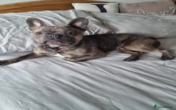 French Bulldog dogs for sale: French bulldog Apollo - Image 7
