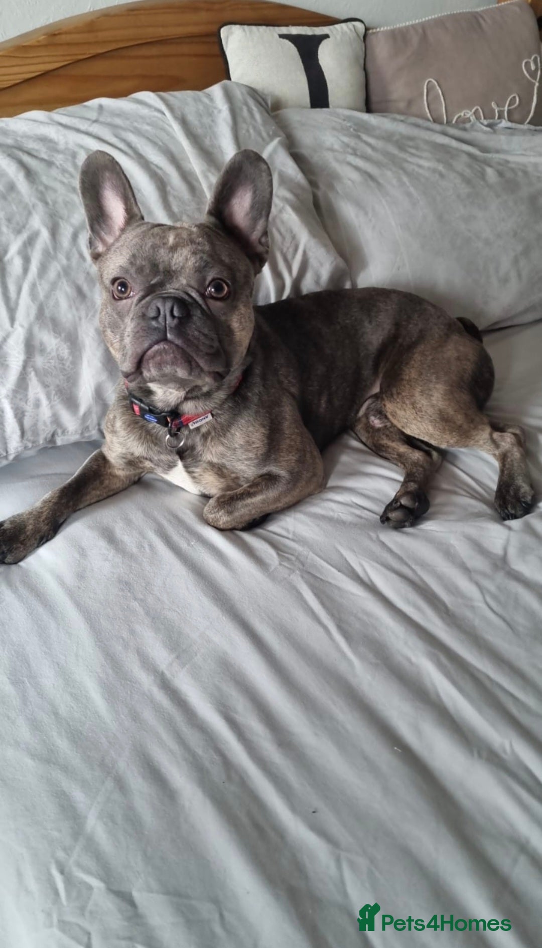 French Bulldog dogs for sale: French bulldog Apollo - Image 7
