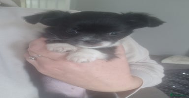 Chihuahua dogs - Advert 4