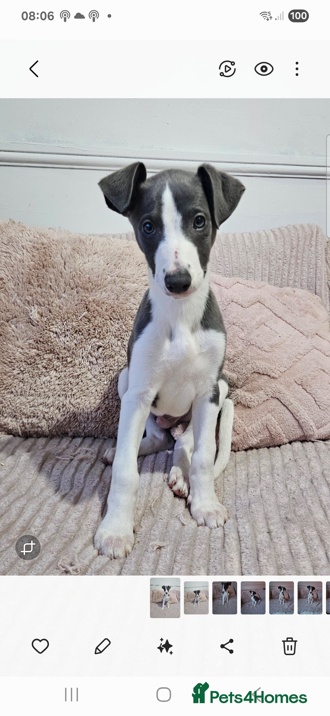 Whippet dogs KENNEL CLUB WHIPPETS  - Advert 4