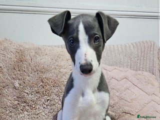 Whippet dogs KENNEL CLUB WHIPPETS - Advert 4