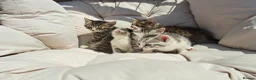 British Shorthair cats for sale: Fluffy Tigers (Last Two) - Advert 7