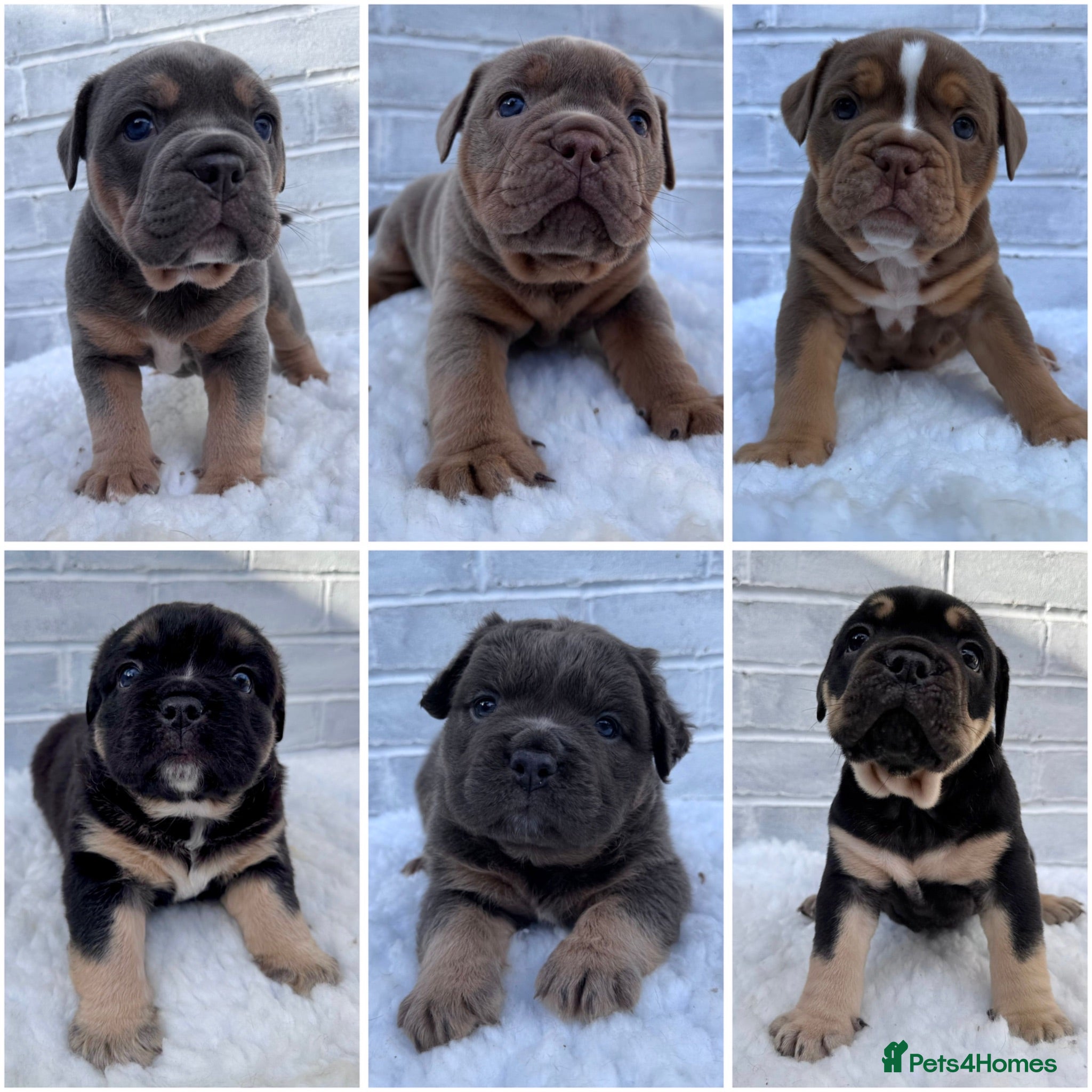 Olde English Bulldogge dogs Champion Bloodline Health Tested OEB puppies - Advert 1