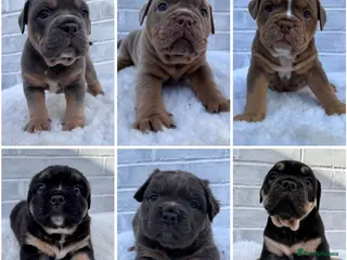 Olde English Bulldogge dogs Champion Bloodline Health Tested OEB puppies - Advert 3