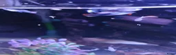 Live Bearers fish for sale: Guppies tropical fish mixed sexes - Advert 6