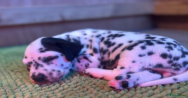 Dalmatian dogs Dalmatians BOYS and GIRLS - Advert 3