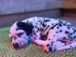 Dalmatian dogs Dalmatians BOYS and GIRLS - Advert 2