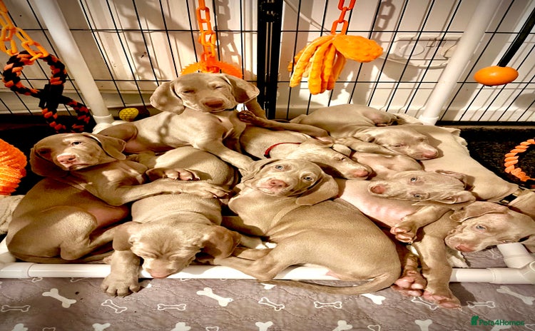 Weimaraner dogs - Advert 2