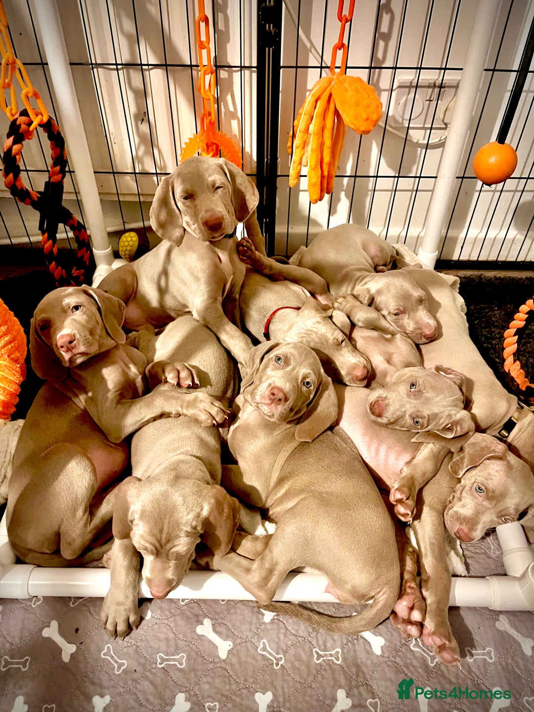 Weimaraner dogs for sale: Weimaraner litter - Image 1
