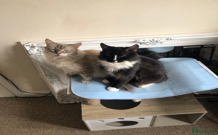Ragdoll cats in Spalding - Advert 1