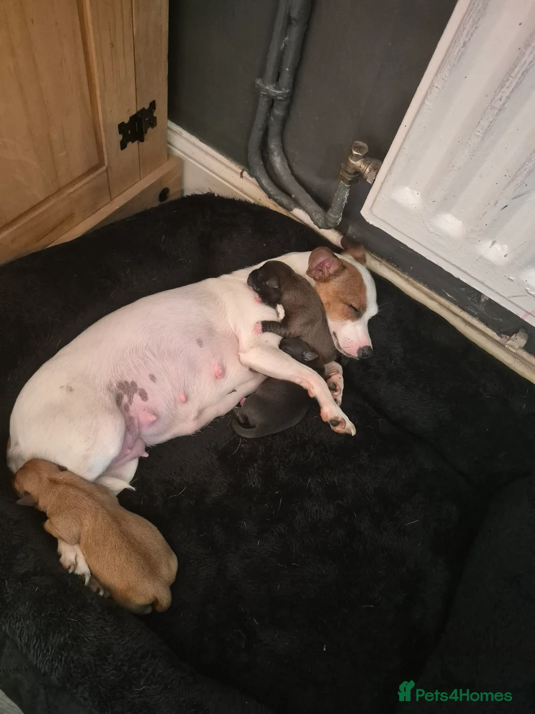 Mixed Breed dogs for sale: Jack Russell mixed breed in Sunderland - Advert 1