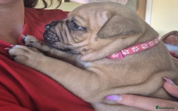 Mixed Breed dogs for sale: Pocket bully cross Chow Chow puppies for sale - Image 14