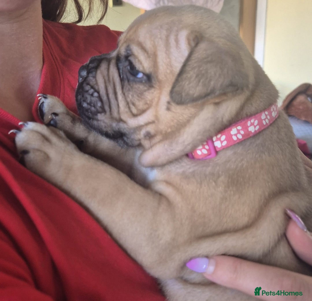 Mixed Breed dogs for sale: Pocket bully cross Chow Chow puppies for sale - Image 14