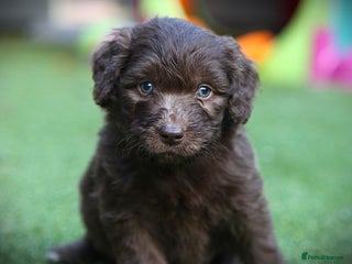 Bordoodle dogs - Advert 1