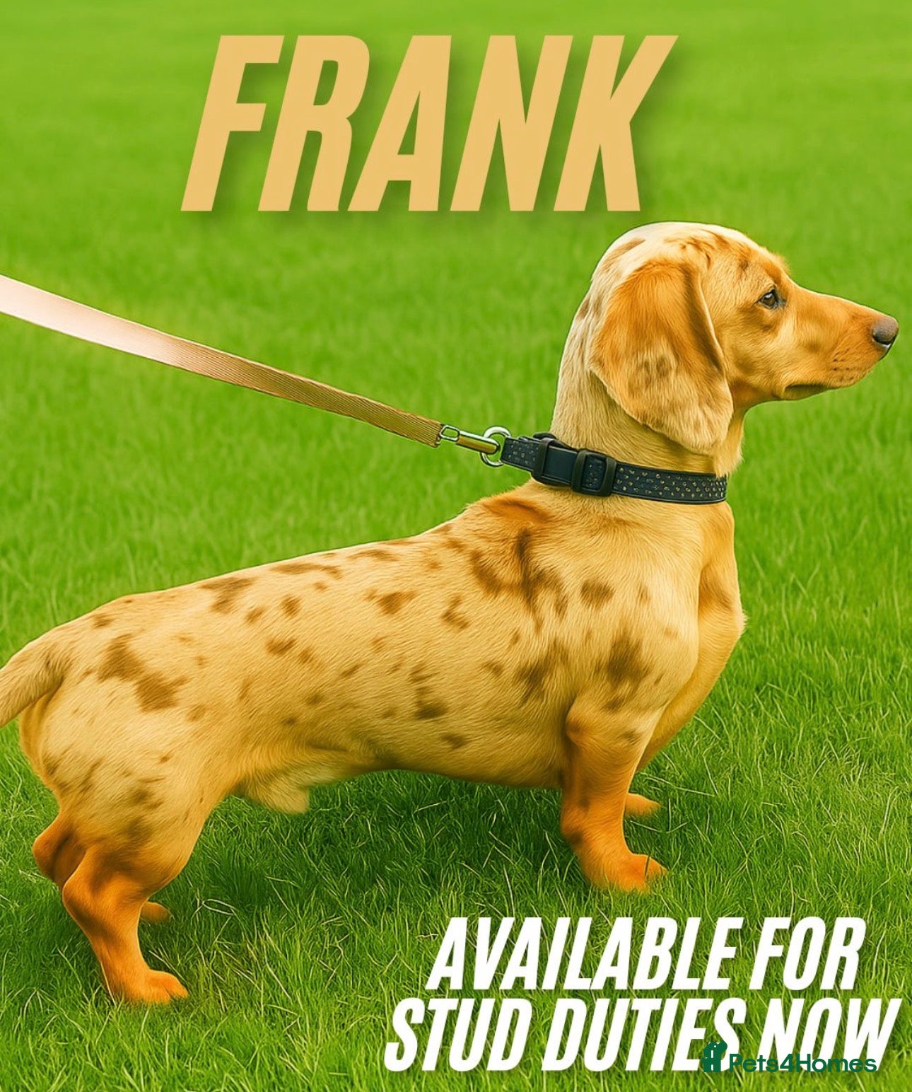 Miniature Dachshund dogs Dapple Miniature dachshund For Stud  - Advert 1