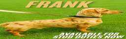 Miniature Dachshund dogs for stud: Dapple Miniature dachshund For Stud  - Advert 1