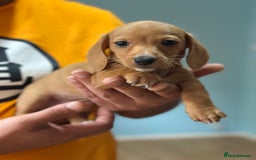 Dachshund dogs for sale: Our dwarf sausages are looking for a family🙃 - Image 12