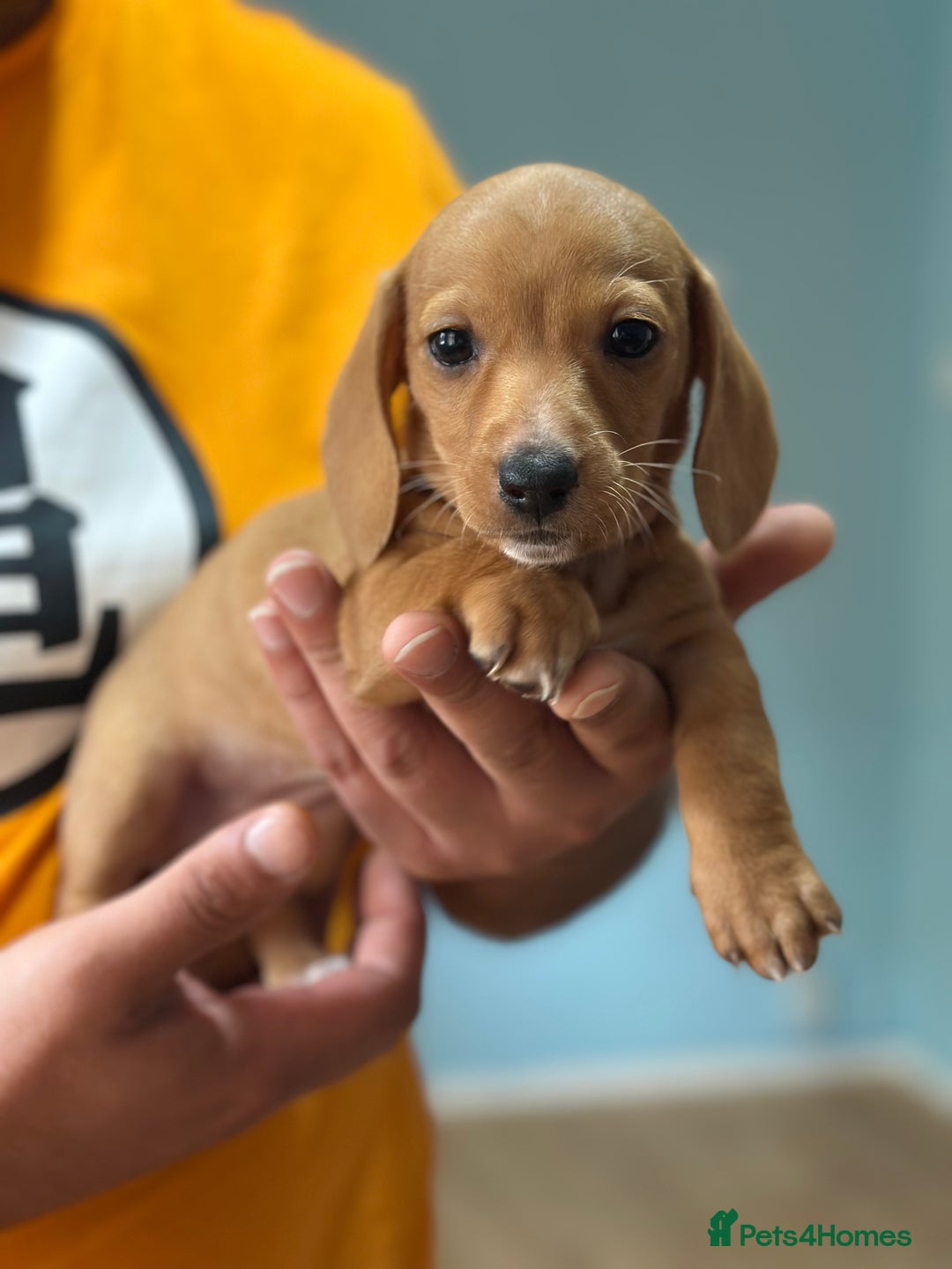 Dachshund dogs for sale: Our dwarf sausages are looking for a family🙃 - Image 12