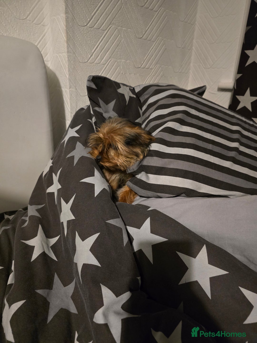 Yorkshire Terrier dogs for sale: Yorkshire  - Advert 11