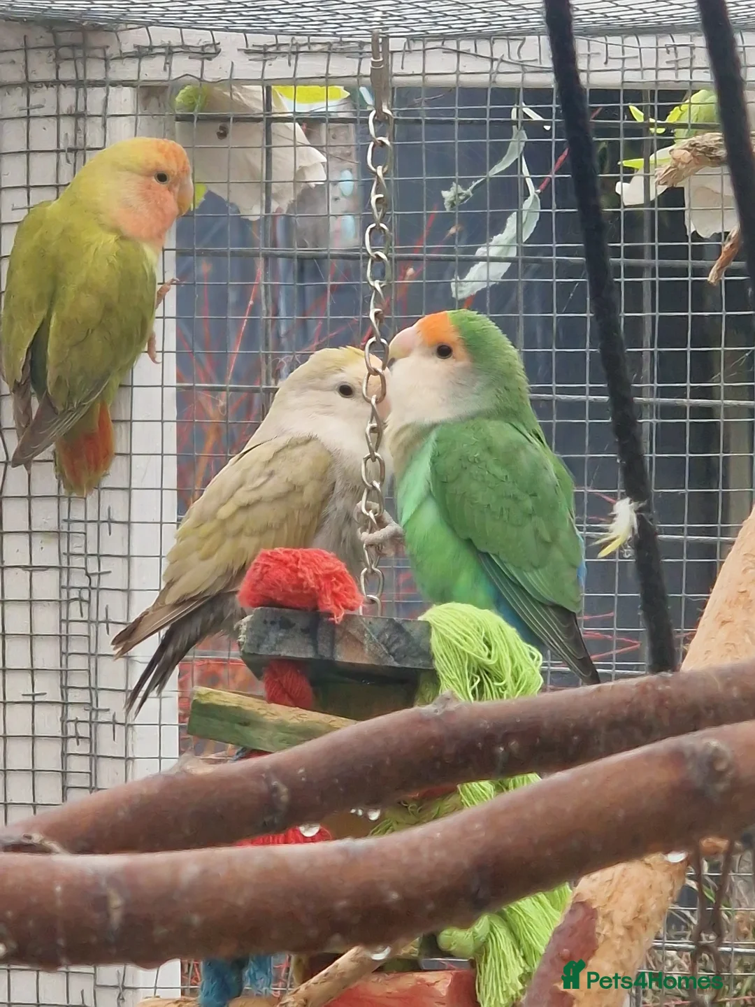 Lovebirds birds for sale: Lovebird Pairs - Advert 9