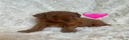 Cavapoo dogs for sale: BEAUTIFUL TOY CAVAPOO PUPPIES DNA TESTED PARENTS - Advert 8
