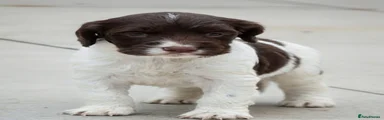 Sprocker Puppy 3