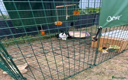Dutch rabbits for sale: Pair of bonded vaccinated female rabbits - Image 6