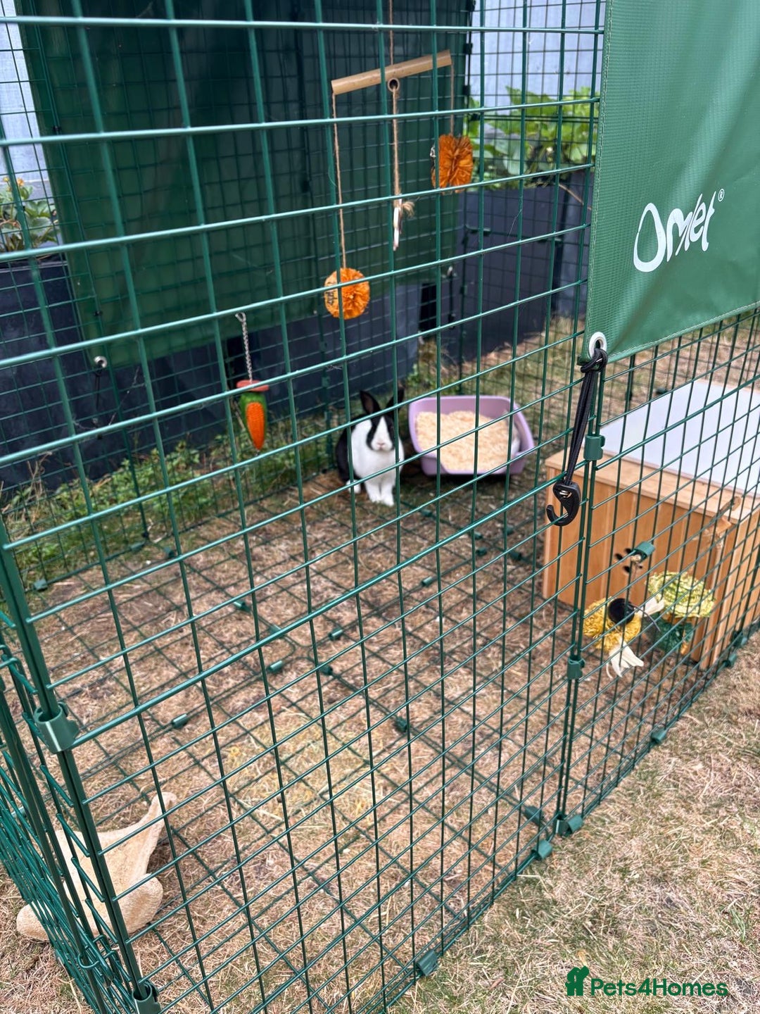 Dutch rabbits for sale: Pair of bonded vaccinated female rabbits - Image 6