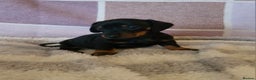 Dachshund dogs for sale: Gorgeous KC standard dachsund pups - Advert 4