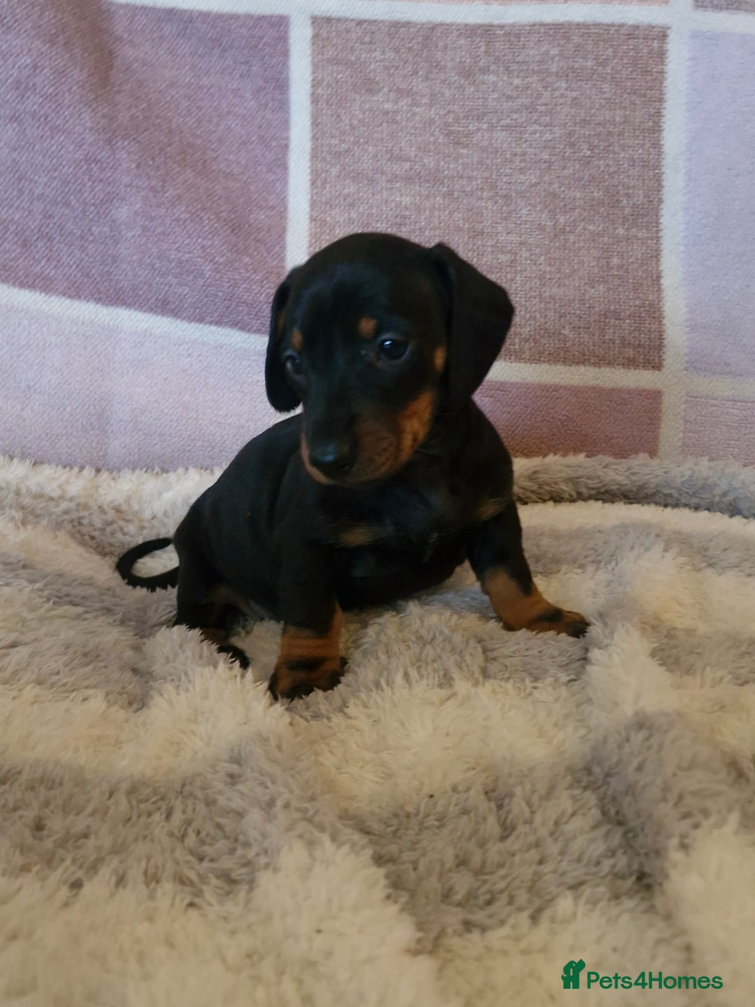 Dachshund dogs for sale: Gorgeous KC standard dachsund pups - Advert 4