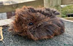 Guinea Pig rodents for sale: Beautiful baby guinea pigs - Advert 1