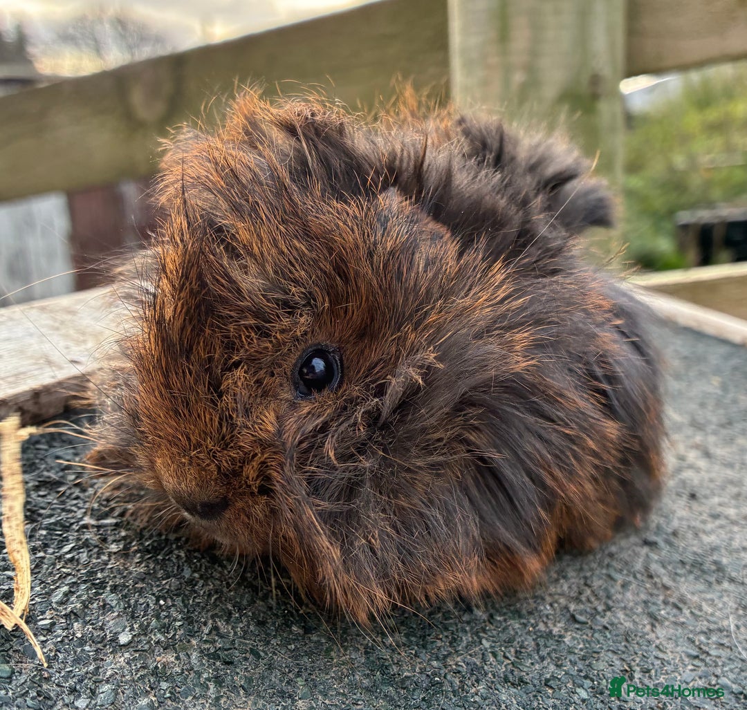 Guinea Pig rodents for sale: Beautiful baby guinea pigs - Advert 1