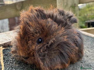 Guinea Pig rodents Beautiful baby guinea pigs - Advert 1