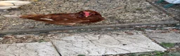 Chickens poultry for sale: Egg laying chicken  - Advert 2