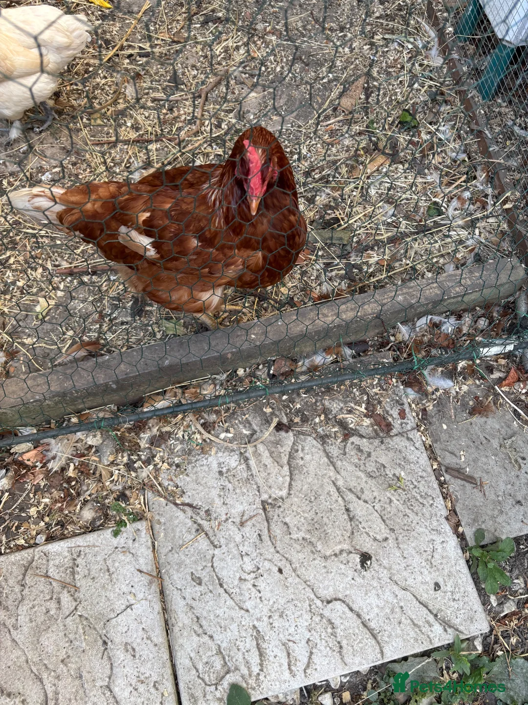Chickens poultry for sale: Egg laying chicken  - Advert 2