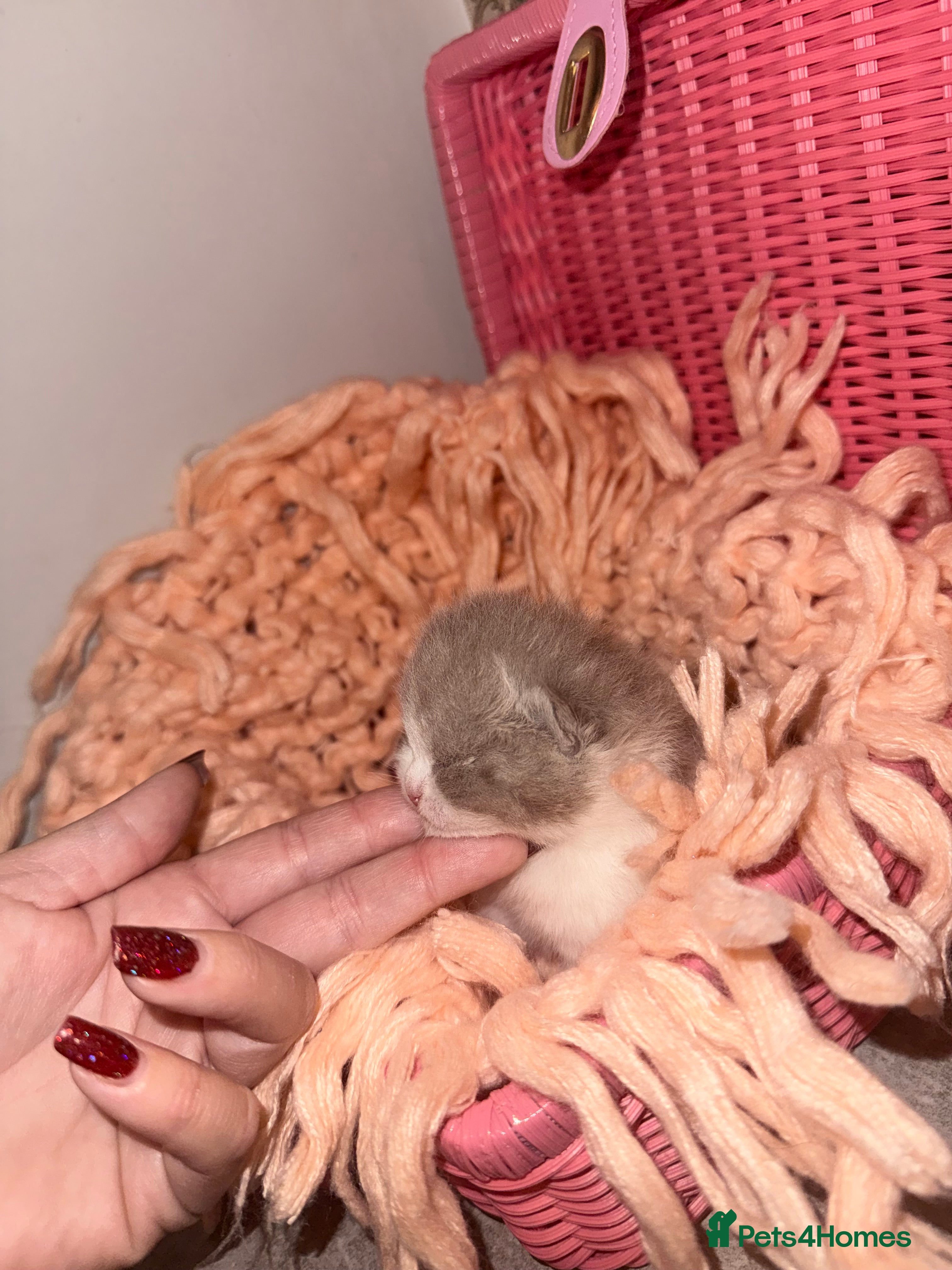 British Shorthair cats Outstanding British shorthairs  - Advert 7