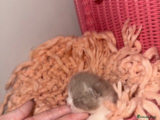 British Shorthair cats Outstanding British shorthairs - Advert 2