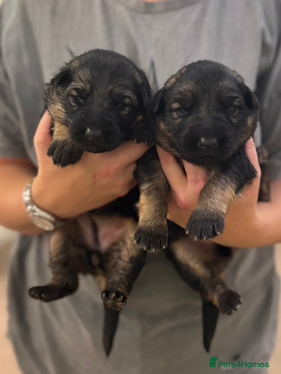 German Shepherd dogs for sale: Family reared GSD pups.  - Advert 28