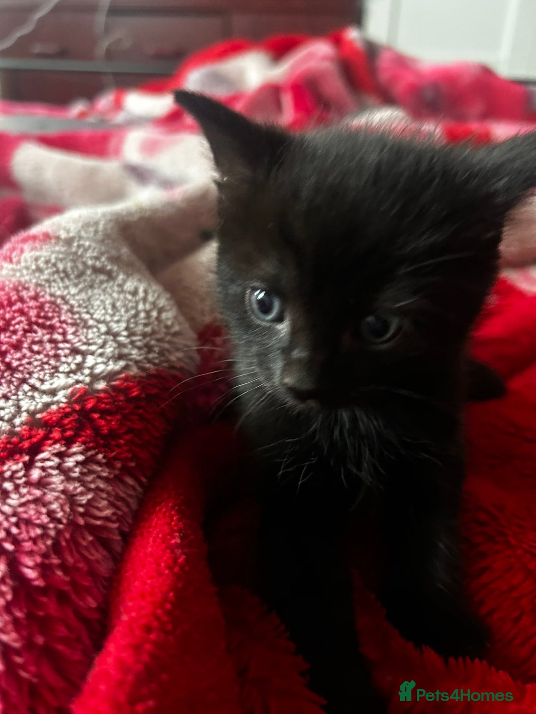 Mixed Breed cats for sale: Three kittens for sale - Advert 12