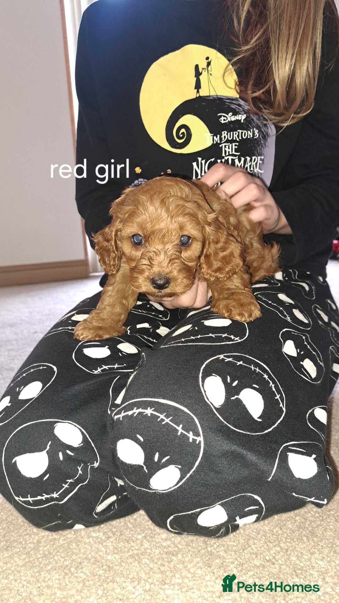 Cockapoo dogs for sale: Coockerpoo puppies  - Advert 11