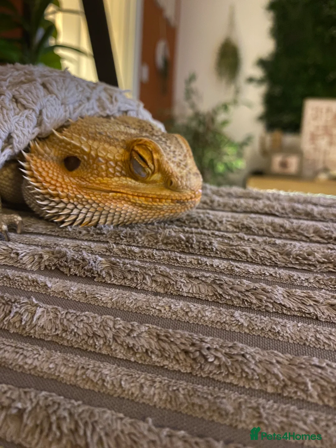 Bearded Dragon reptiles for sale: Bearded Dragon - Advert 5