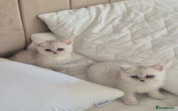 British Shorthair cats for sale: British shothair sinshil kittens  - Image 13