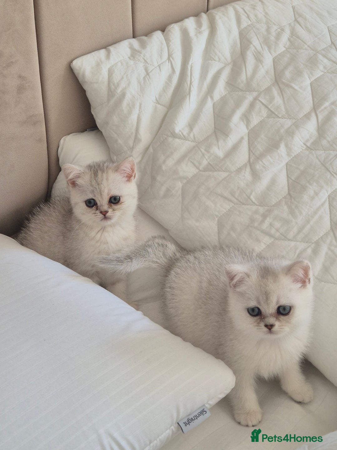 British Shorthair cats for sale: British shothair sinshil kittens  - Image 13